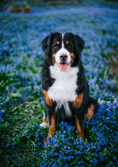 Bernese mountain dog female in the beautiful park. Pure breed dog posing outside