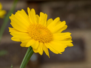 Closeup of a pretty garland chrysanthemum flower