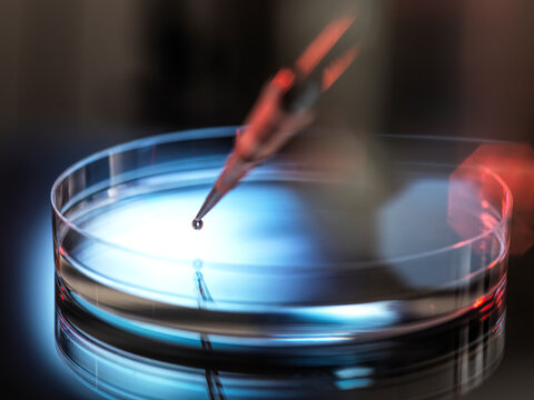 Pipetting sample into petri dish at laboratory