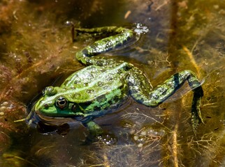 green water frog in a pond