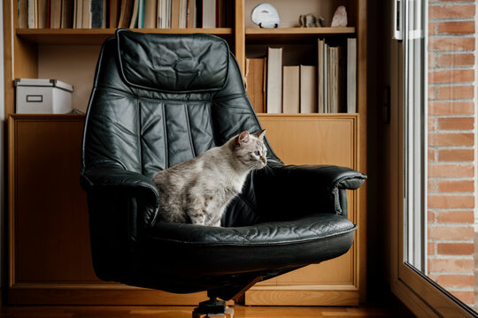 Cat looking through window while sitting on chair at home