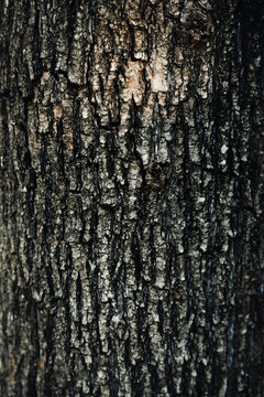 Tree bark textured background