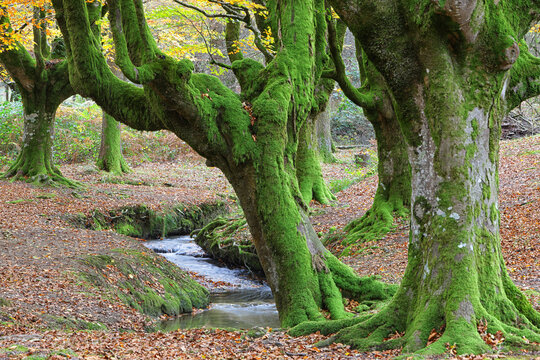 Moss covered trees by stream at Gorbea Natural Park