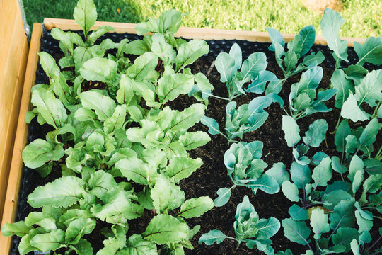 Cabbage and beet plants in crate