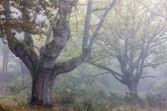 Trees at Gorbea Natural Park in foggy weather