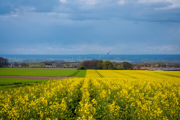 Obraz premium Rapsfeld vor Kohlekraftwerk