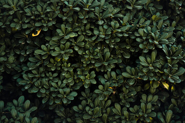 Green foliage background