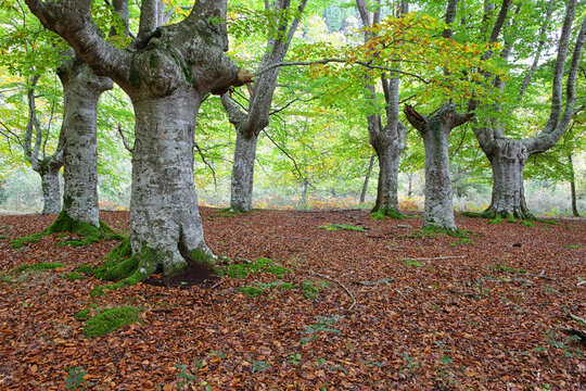 Large trees by fallen leaves in Gorbea Natural Park