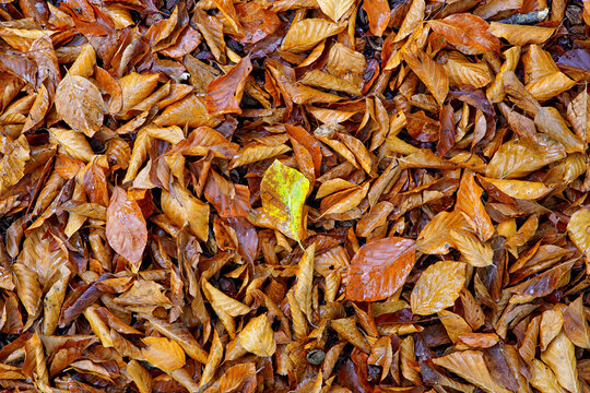 Fallen autumn leaves in Gorbea Natural Park