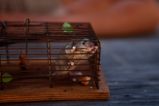 Mouse in cage looking away