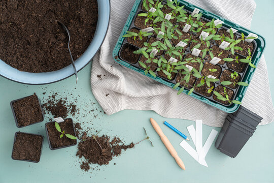 Vegetable plants and bowl of mud with tool on turquoise background