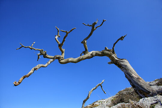 Bare tree with clear blue sky in background