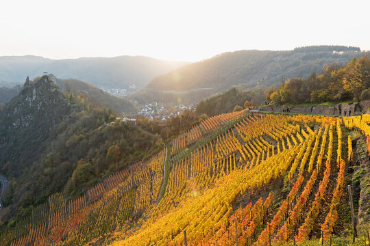 Germany, Rhineland-Palatinate, Altenahr, Yellow hillside vineyard in Ahr Valley at sunset