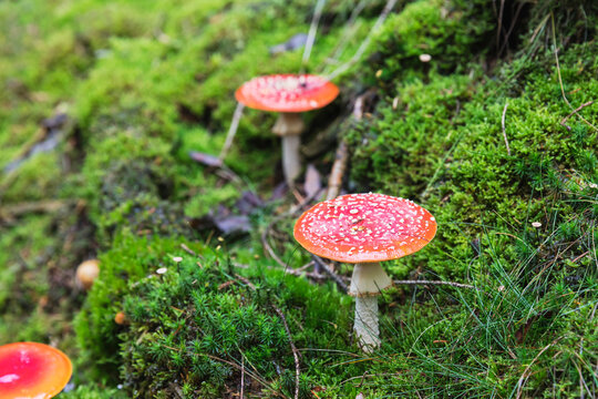 Fly agaric mushroom amidst green grass in forest