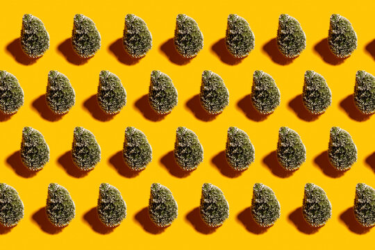 Pattern of rows of coniferous trees standing against yellow background