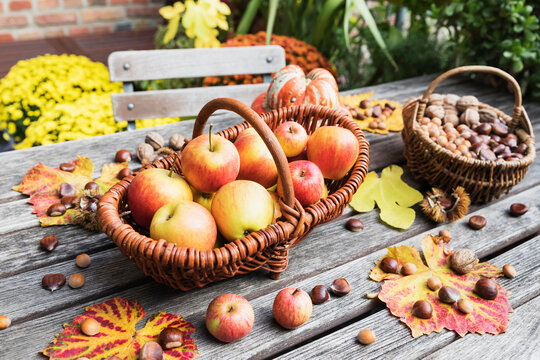 Autumn harvest on garden table: apples, nuts and chestnuts in baskets and edible pumpkin