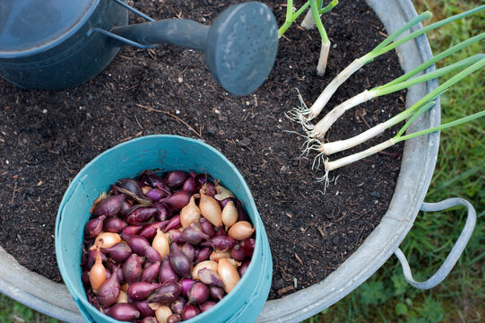 Soil in zinc tub, watering can and sieve with fresh onions