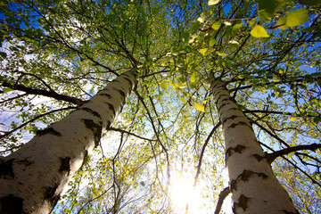 Tall birch trees by sky during sunny day