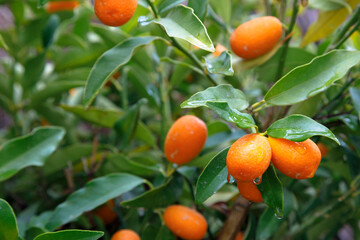 Bunch of fresh wet kumquats on tree