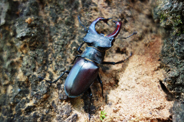 A legally protected stag beetle poses on a tree in its territory