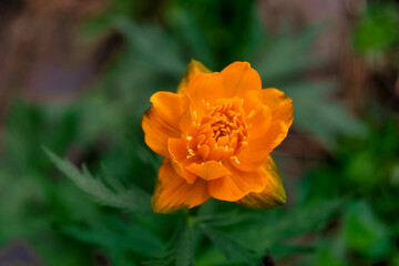 Spring flowers on a blurred background. The globeflower. Yellow flowers Trollius or globeflower.