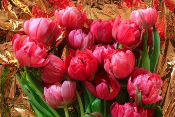 Blooming pink double tulips