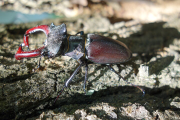 A legally protected stag beetle poses on a tree in its territory