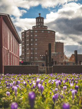 Germany, Schleswig-Holstein, Eckernforde, Bed of blooming crocuses with historical Rundsilo in background