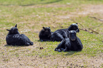 Obraz premium sheeps in a meadow in the yard of a farm, farming and agriculture concept