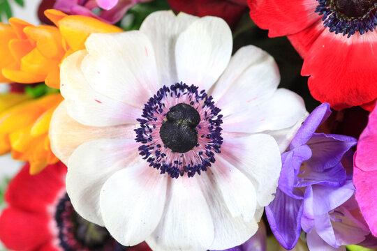Bouquet of colorful freesias and anemones