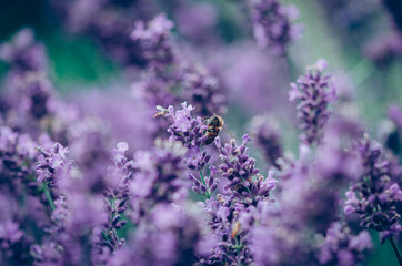Fototapeta premium bright violet lavander flowers background