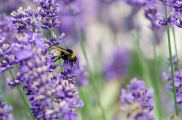 bright violet lavander flowers background