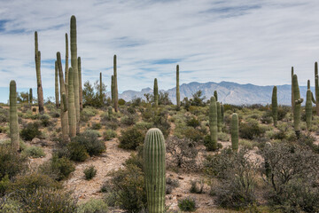 Fototapeta na wymiar The scenic Sonoran Desert, with saguaro and cholla cactus, and mountains in the background Arizona USA