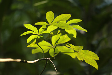 Vegetação típica da mata atlântica, em Paraty.
