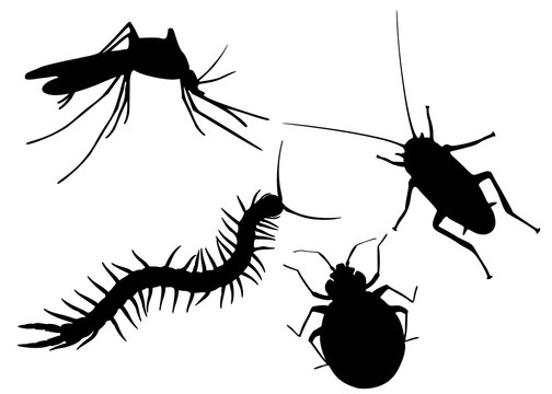 Cockroach, centipede, mosquito, bug in the set. Vector image.