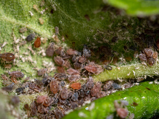 Aphids feeding on an apple tree leaf