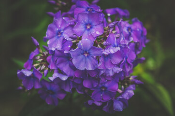 summer colorful scented phlox flowers