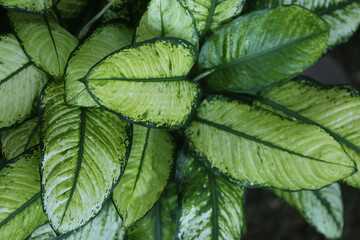 A Dieffenbachia pictada, ou Comigo-Ninguém-Pode, como foi popularmente batizada, é uma planta extremamente difundida como ornamento, mas que atua como uma arma poderosa contra o mau-olhado.