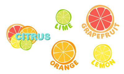 Juicy citrus fruits: lime, lemon, orange and grapefruit. Hand drawn isolated round pieces. Vector illustration on the theme of summer, sun, heat and relaxation.