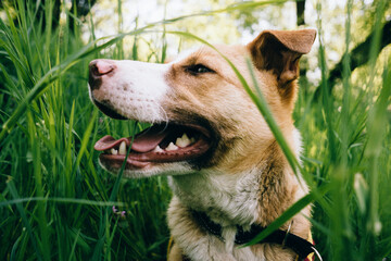 Mixed breed rescue dog looking away amidst meadow during springtime