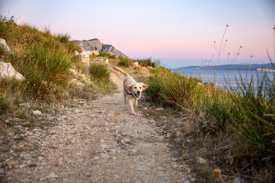 Dog running on footpath at Adriatic sea in Omis, Dalmatia, Croatia