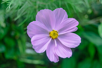 Fototapeta premium girasol morado, Cosmos bipinnatus, hermosa flor violeta en pastizal verde