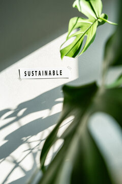 Leaf with Sustainable word on wall in studio