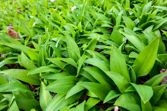 Ramson&nbsp;growing in garden