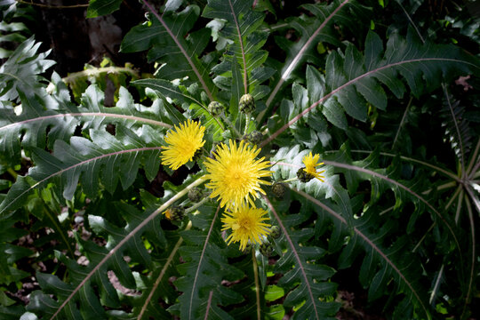 Sonchus on sunny day in park
