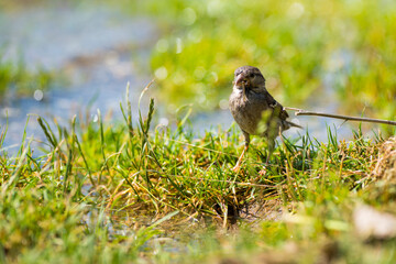 Spatz