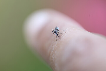 Aedes aegypti é a nomenclatura taxonômica para o mosquito que é popularmente conhecido como mosquito-da-dengue ou pernilongo-rajado, uma espécie de mosquito da família Culicidae proveniente da África
