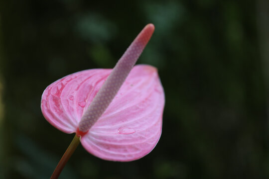 Da fam&iacute;lia Araceae, ant&uacute;rio rosa tem sua origem na Am&eacute;rica do Sul, na Col&ocirc;mbia, e &eacute; uma esp&eacute;cie que atrai muitos insetos polinizadores.