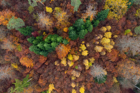Drone view of Steigerwald forest in autumn