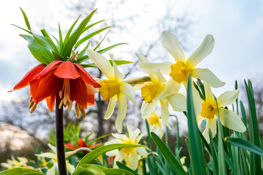 Crown imperial (Fritillaria imperialis) among daffodils (Narcissus) in bloom